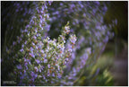Lensbaby Twist 60 Canon