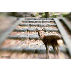LensBaby Composer Pro II Canon mit Sweet 50