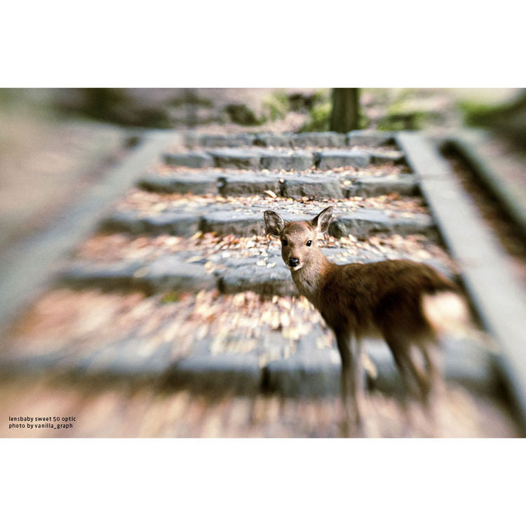 LensBaby Composer Pro II Canon mit Sweet 50