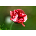 Lensbaby Velvet 85 Black Sony E
