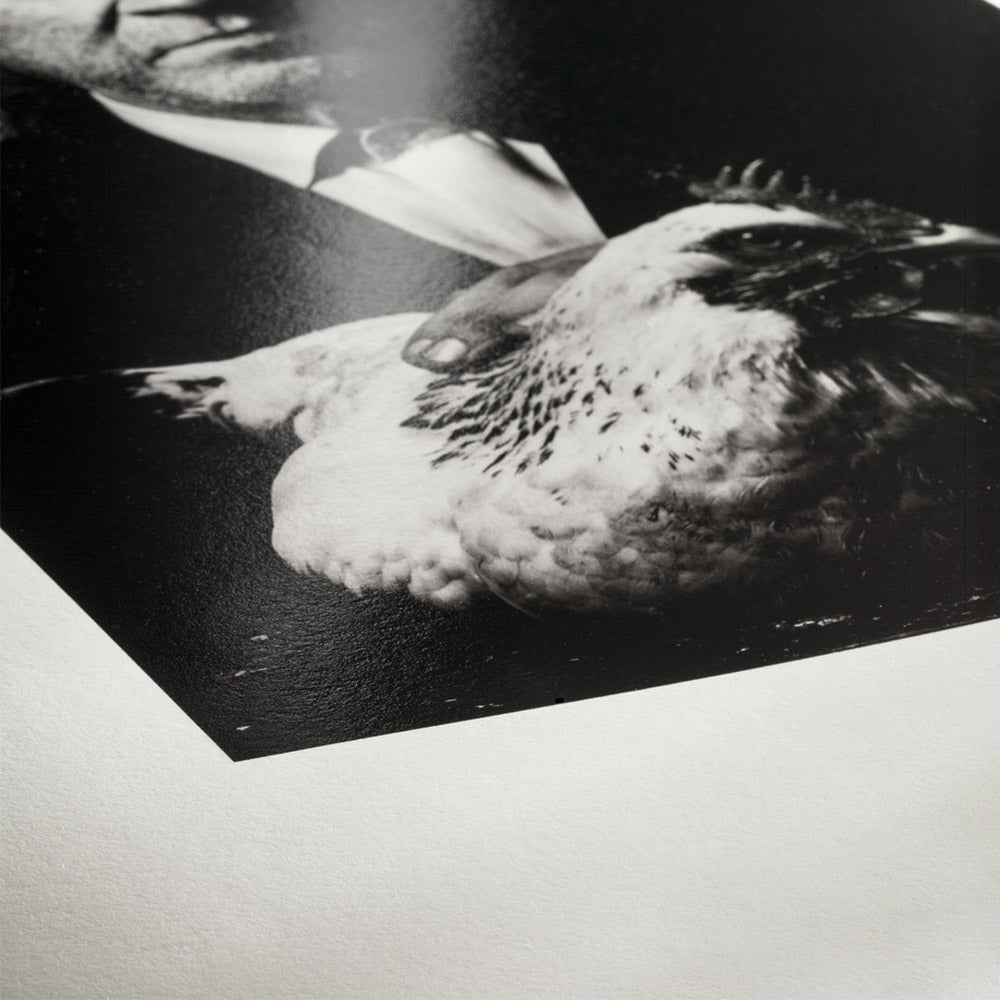 Hahnemühle Photo Rag Baryta A3 Plus 25 sheets
