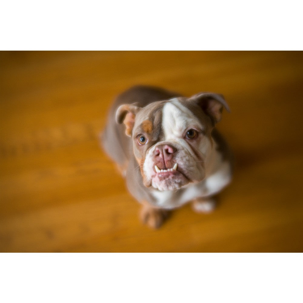 Lensbaby Velvet 56 schwarz Canon RF