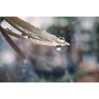 Lensbaby Velvet 56 schwarz Canon RF