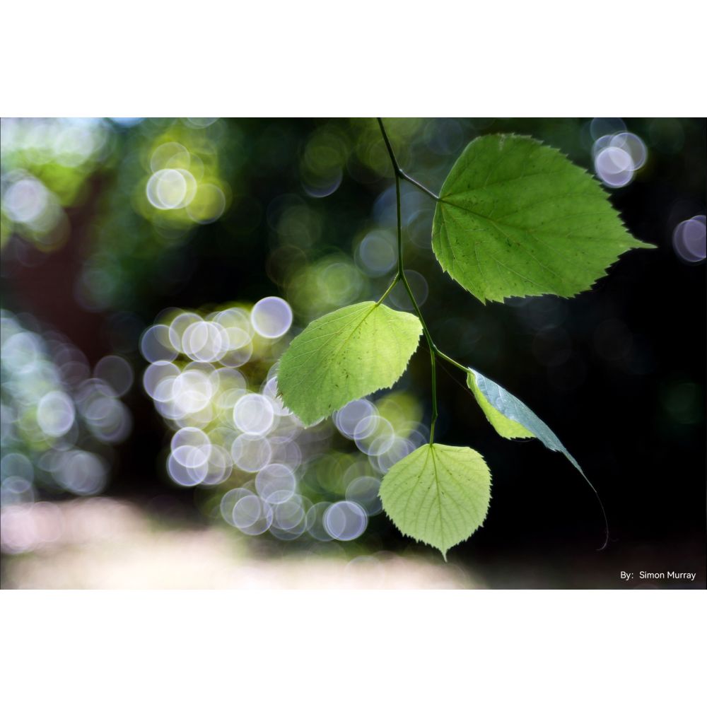 TTArtisan 100mm f/2.8 bubble bokeh Leica M Black