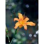 TTArtisan 100mm f/2.8 bubble bokeh Leica M Black
