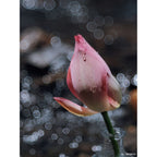TTArtisan 100mm f/2.8 bubble bokeh Leica M Black