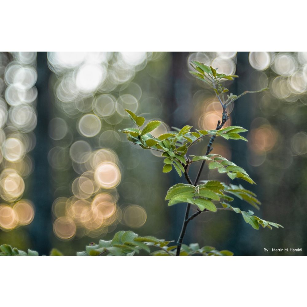 TTArtisan 100mm f/2.8 bubble bokeh Leica M Black
