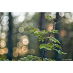TTArtisan 100mm f/2.8 bubble bokeh Leica M Black