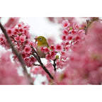 Canon RF 75-300mm f/4-5.6