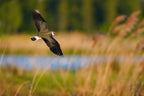 Sony FE 100-400mm f/4.5 GM OSS