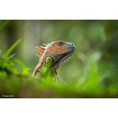Sony A7 V + 400-800mm f/6.3-8 G OSS