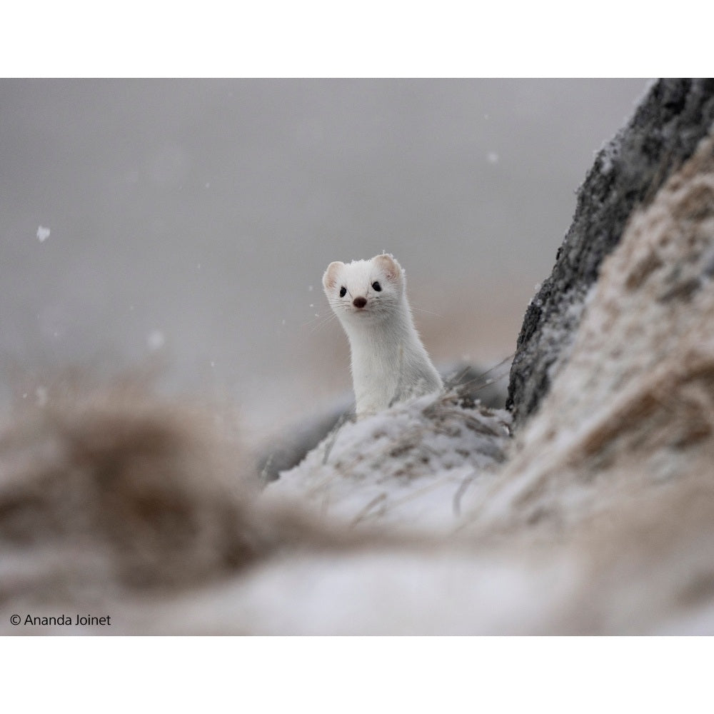 Sony A7 V + 400-800mm f/6.3-8 G OSS